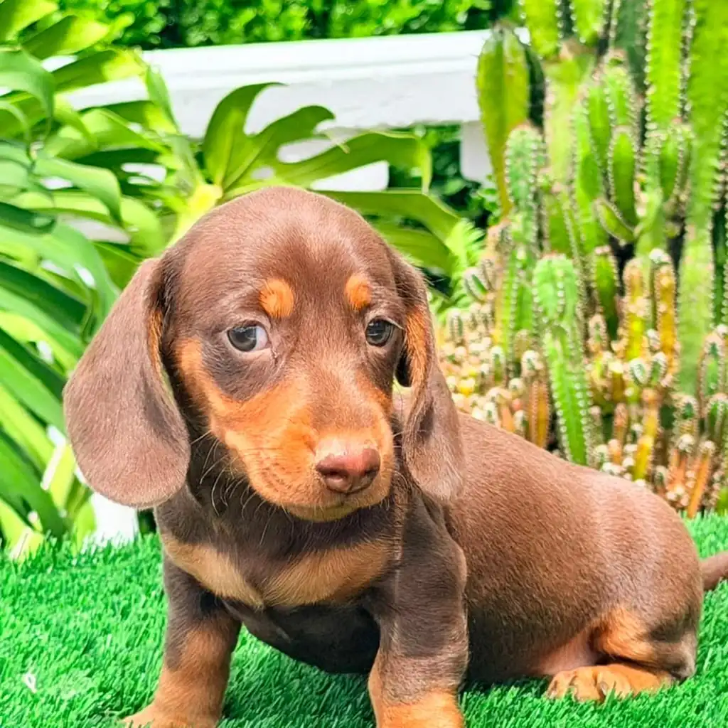 Teckel (Dachshund) — cachorro disponible en criadero